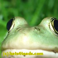 /home//u458753944/public_html/sourcegallery//////Frogs/More bullfrogs/P6020105.JPG